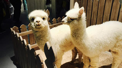 家居賣場開動物樂園，羊駝、土撥鼠等600只動物齊聚